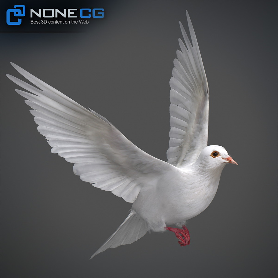 White Dove Animation in Animals - product preview 8