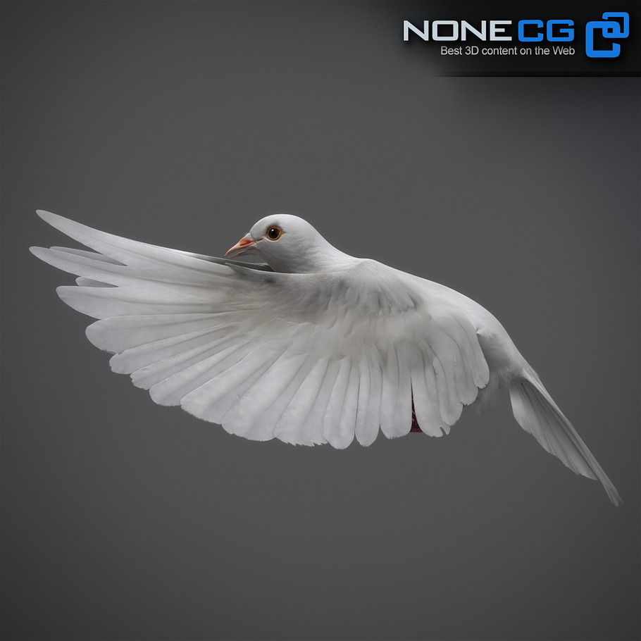 White Dove Animation in Animals - product preview 9