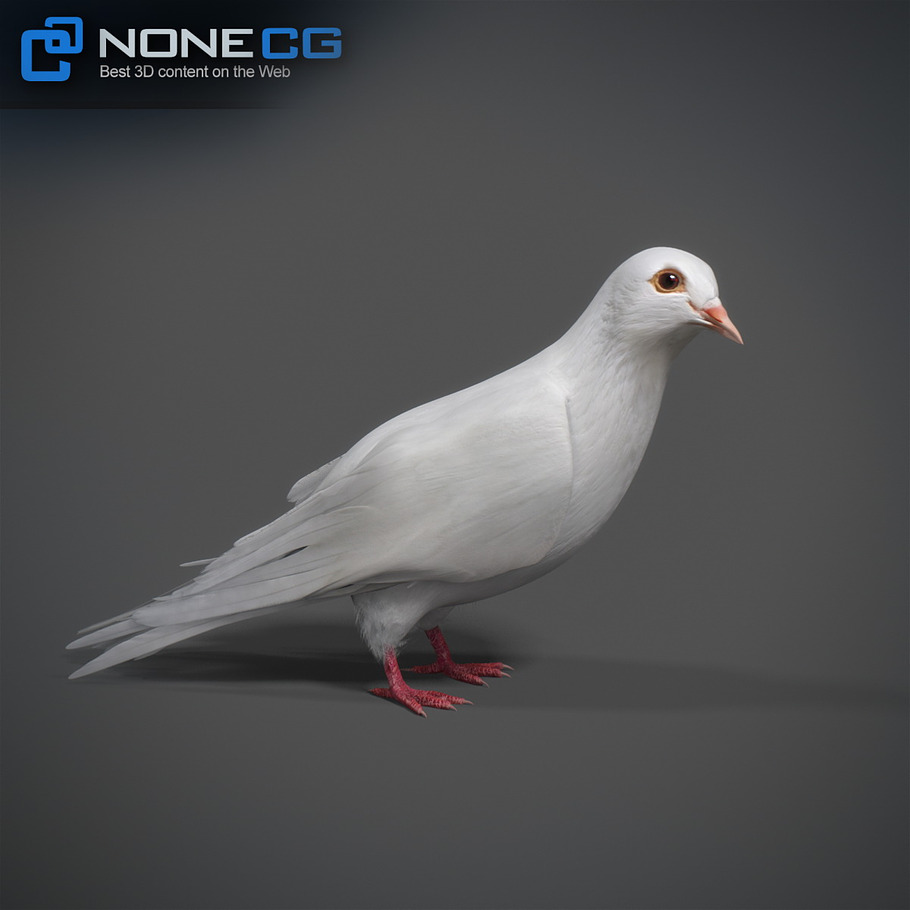 White Dove Animation in Animals - product preview 10