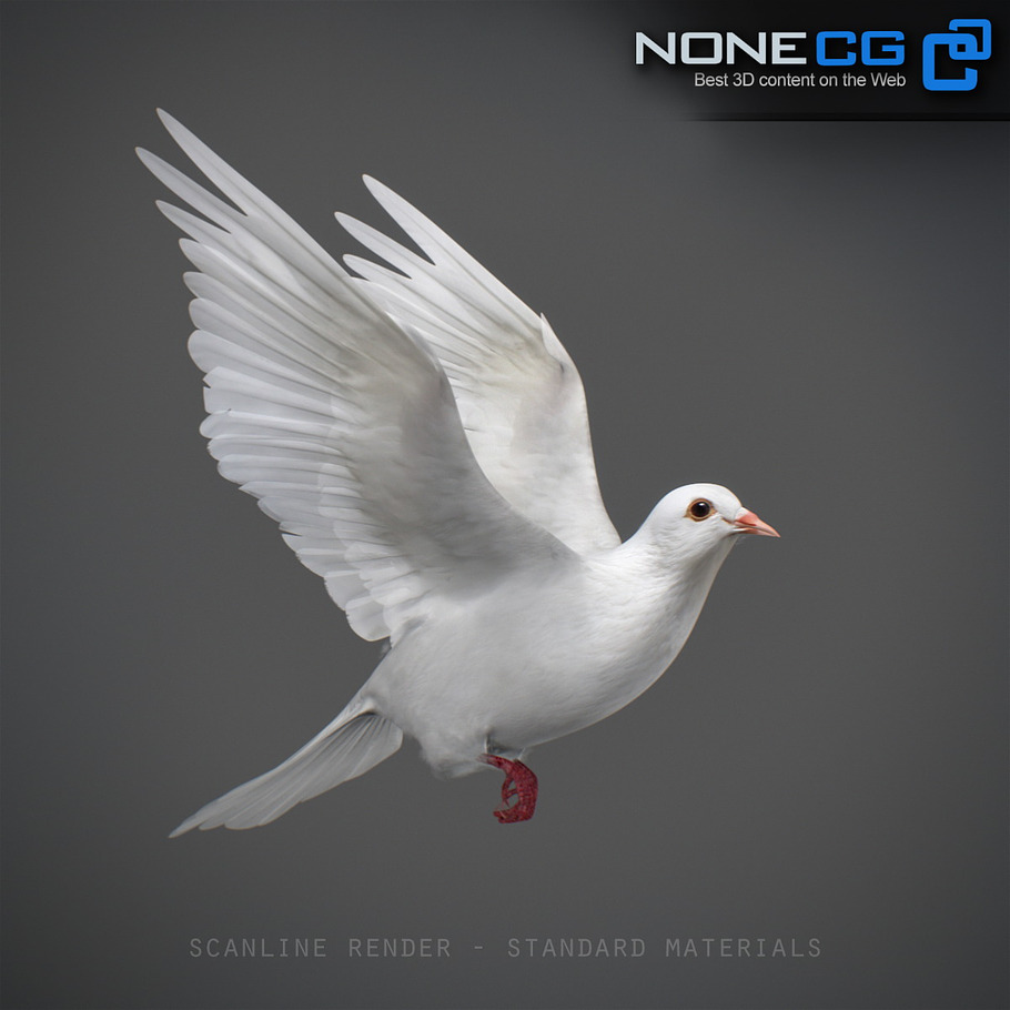 White Dove Animation in Animals - product preview 13