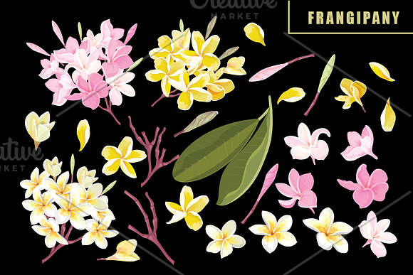 53 Floral brushes for Illustrator in Add-Ons - product preview 1