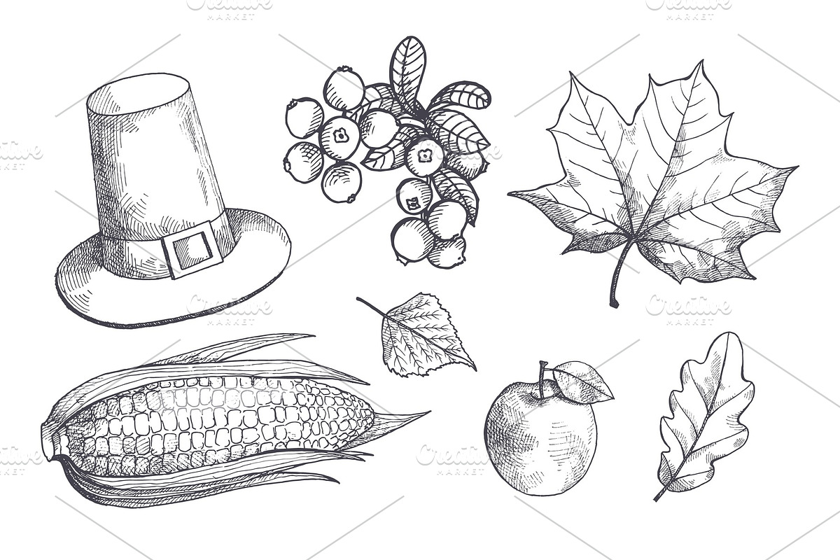 Maple Leaves and Corn Maize Sketches in Illustrations - product preview 8