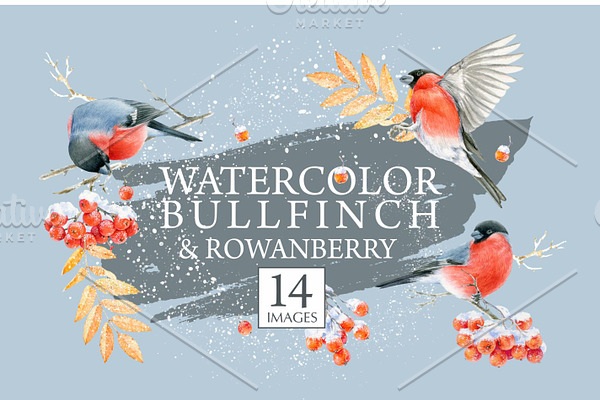 Watercolor bullfinch & rowanberry