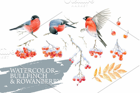 Watercolor bullfinch & rowanberry in Illustrations - product preview 1