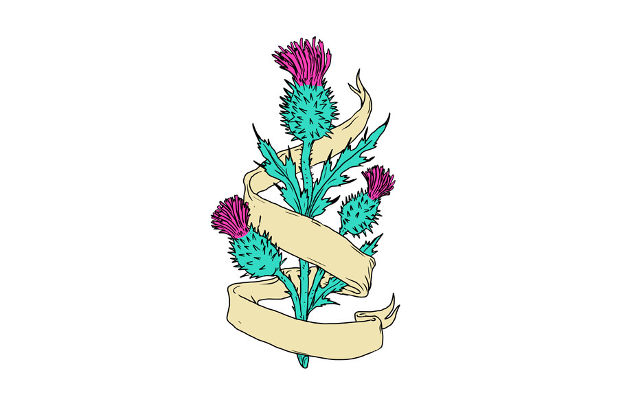 Scottish Thistle With Ribbon Color D