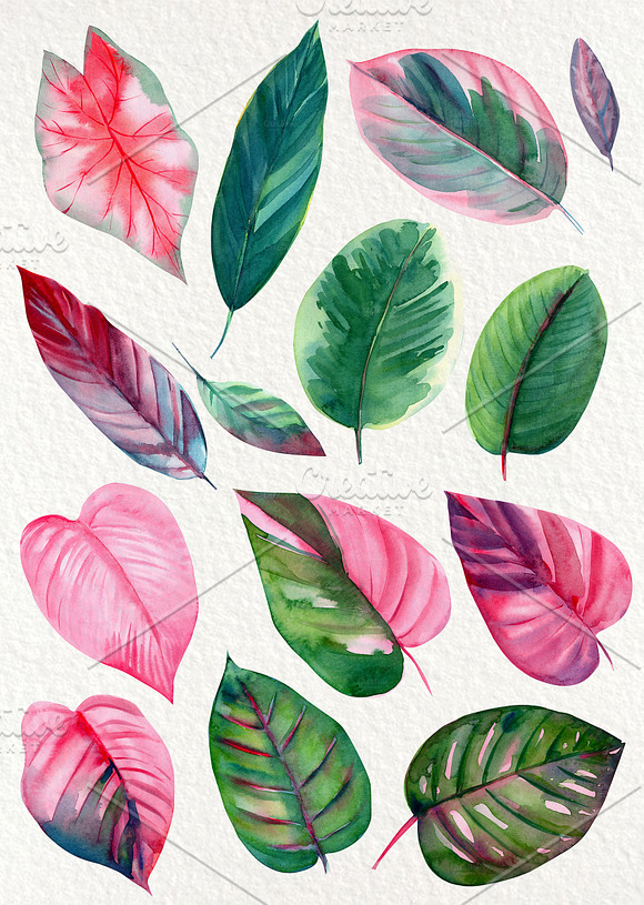 Pink and green tropical leaves. in Illustrations - product preview 1