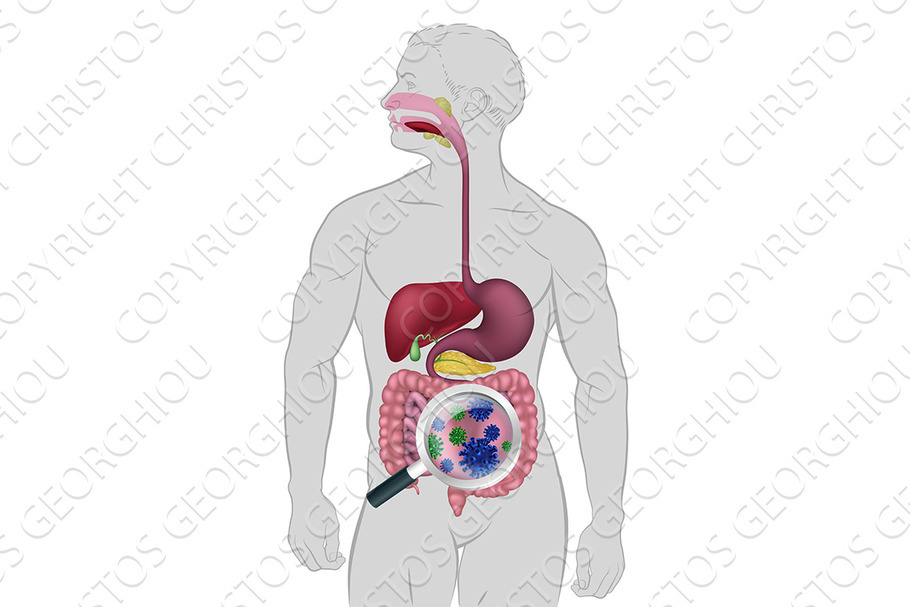 Gut Bacteria Digestive System in Illustrations - product preview 8