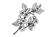 Cherry blossom engraving vector