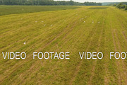 Birds fly over the field. Drone