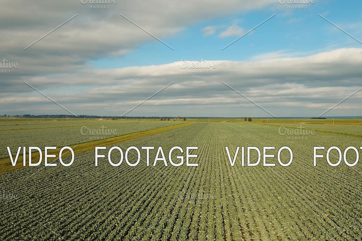 Cabbage field, drone footage. in Graphics - product preview 8