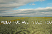Cabbage field, drone footage.