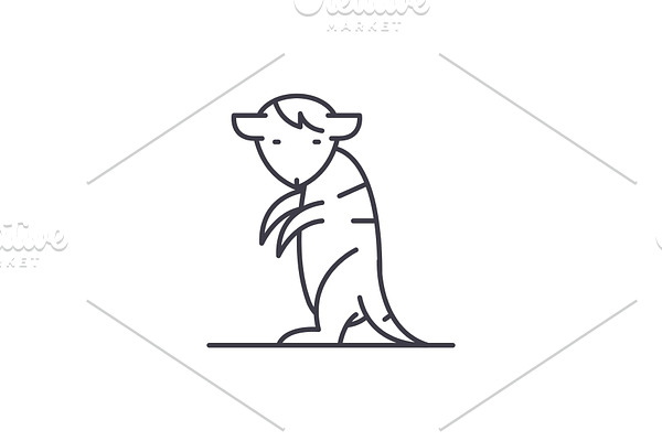 Meerkat line icon concept. Meerkat