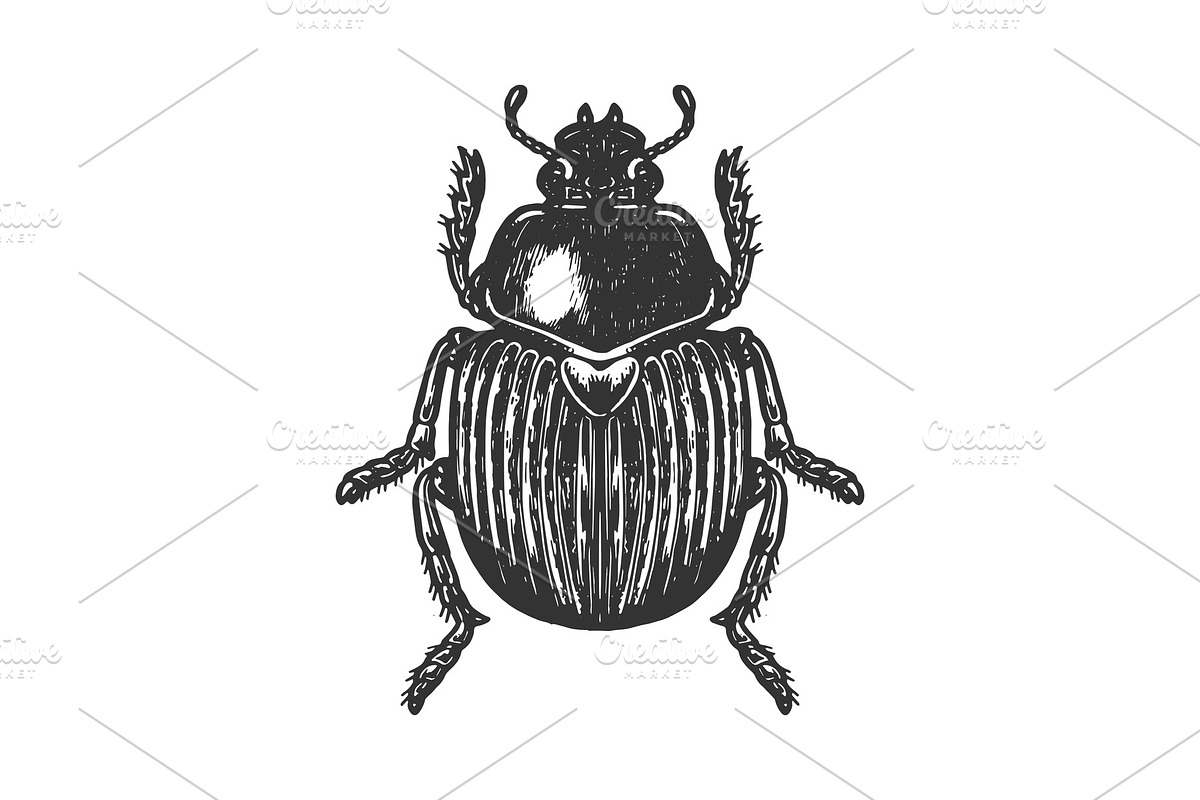 Scarab beetle engraving vector in Illustrations - product preview 8