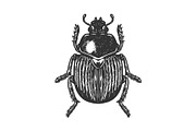 Scarab beetle engraving vector