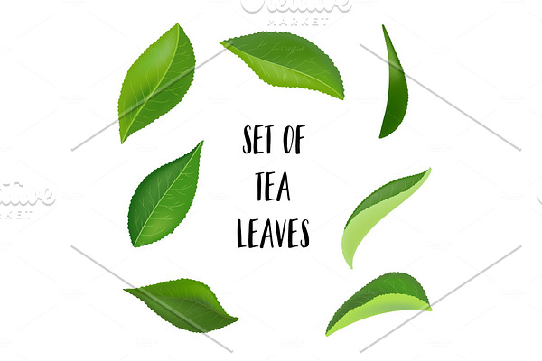 Tea leaves with drops isolated on a