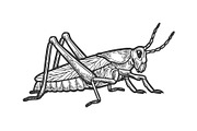 Grasshopper locust engraving vector