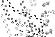 Animal and bird trace steps