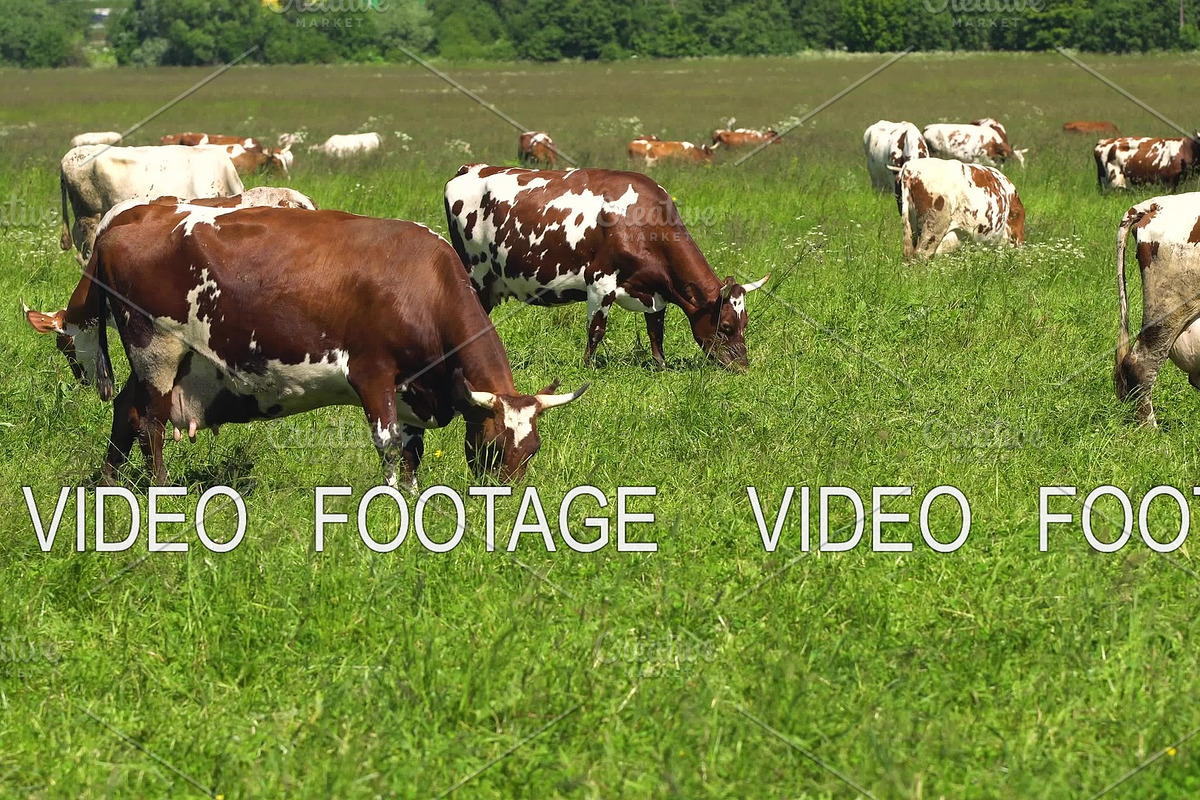 Cows grazing on pasture in Graphics - product preview 8