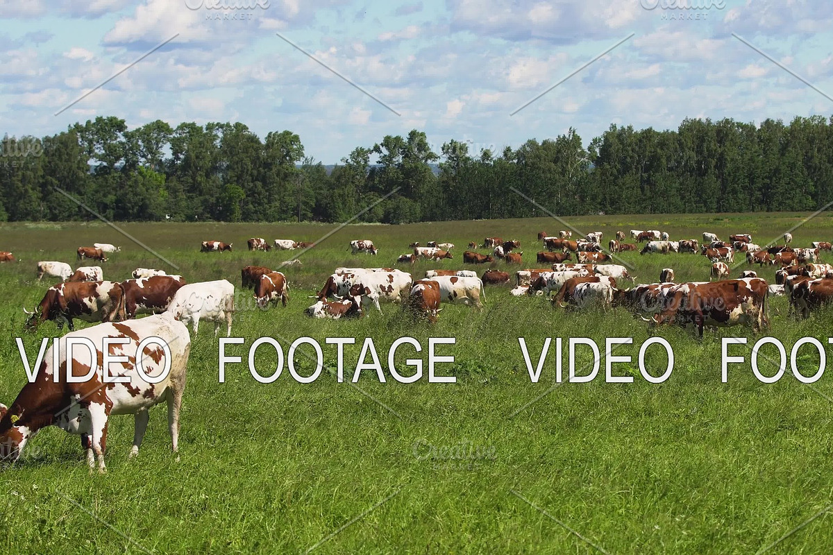 Cows grazing on pasture in Graphics - product preview 8