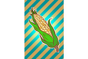 corn maize cob. appetizing