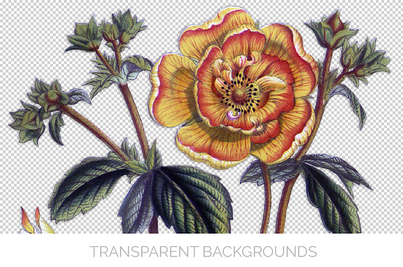 Vintage Floral Bundle Volume 09 (20) in Illustrations - product preview 1