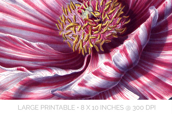 Vintage Floral Bundle Volume 09 (20) in Illustrations - product preview 3
