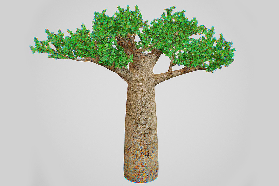Baobab  in Nature - product preview 8