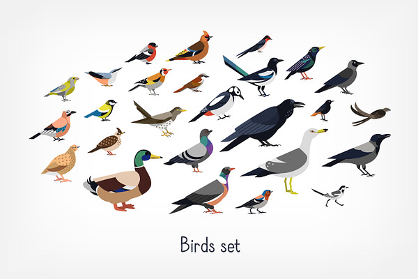 Different birds set