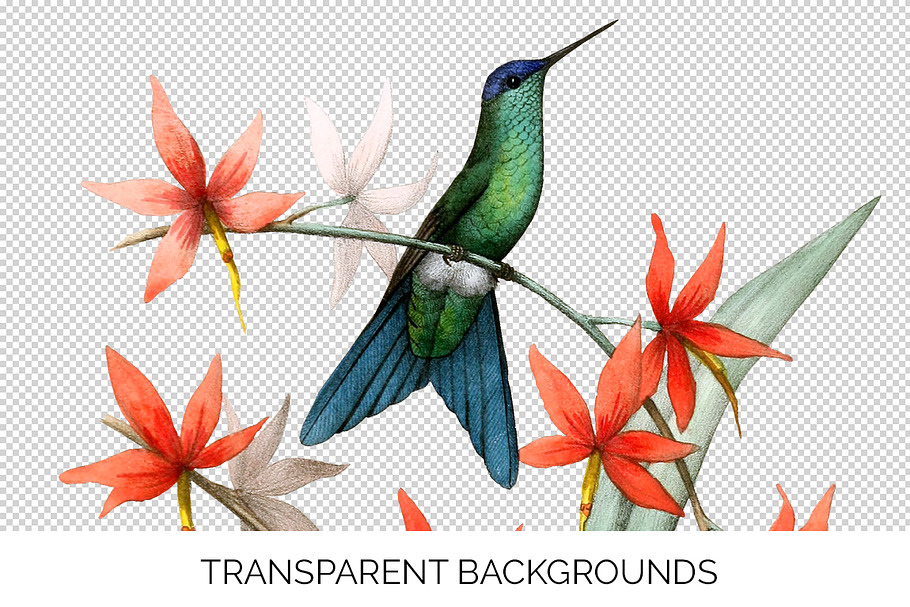 Hummingbirds Bundle (20) in Illustrations - product preview 8