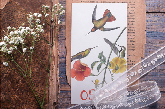 Hummingbirds Bundle (20) in Illustrations - product preview 2