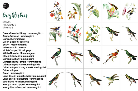 Hummingbirds Bundle (20) in Illustrations - product preview 4