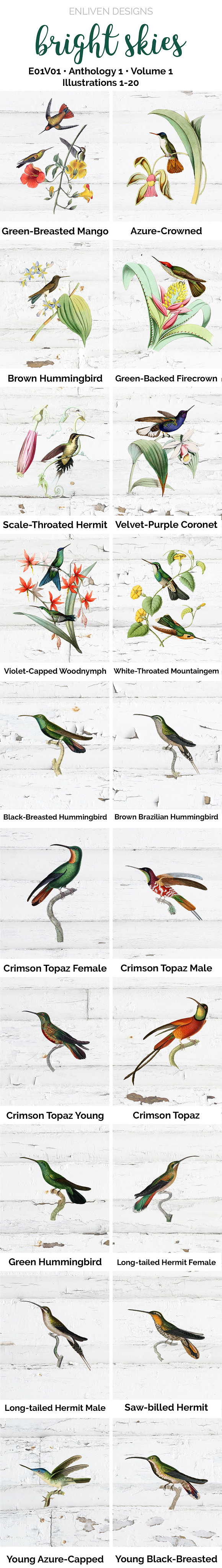 Hummingbirds Bundle (20) in Illustrations - product preview 5