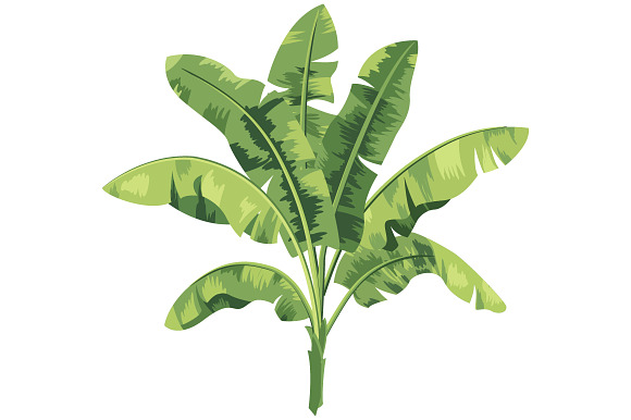 Tropical flowers in Illustrations - product preview 2
