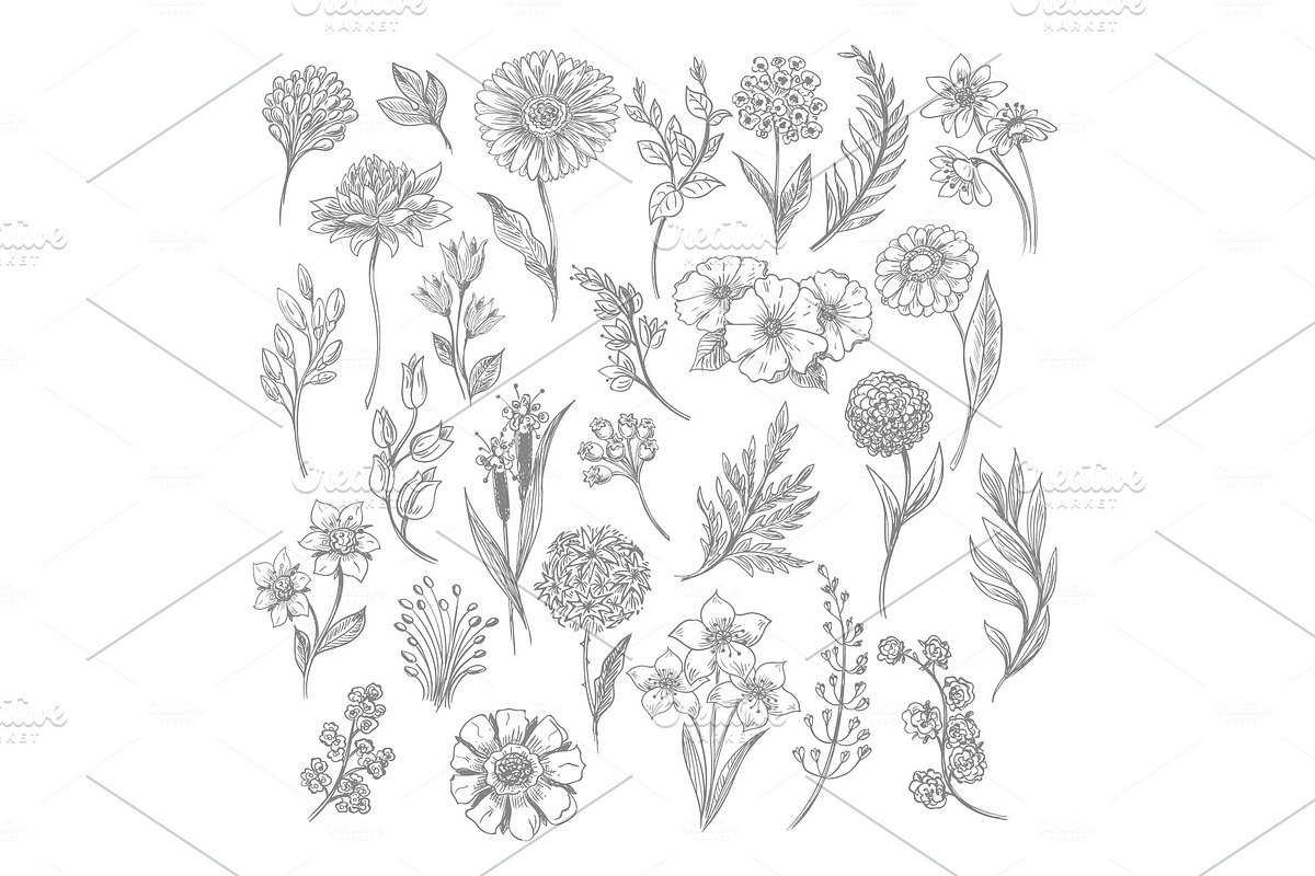 Vintage flower and herbs sketch in Illustrations - product preview 8