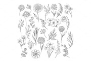 Vintage flower and herbs sketch