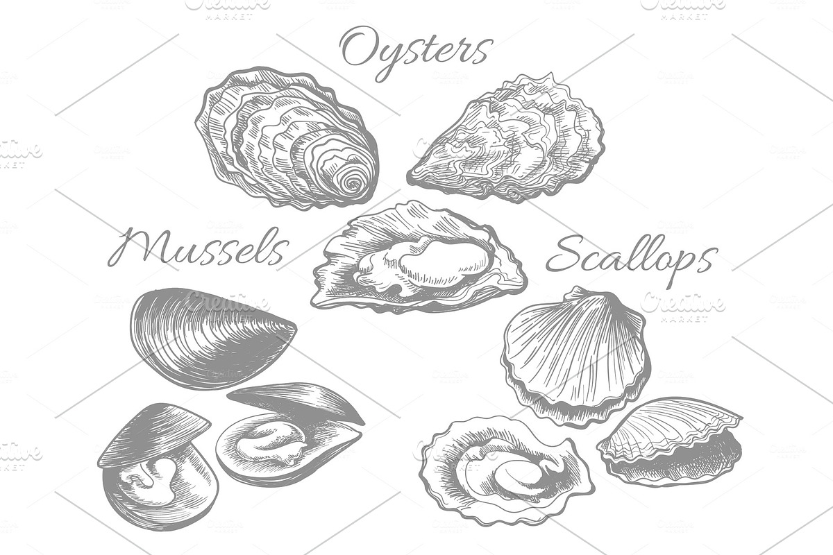 Oysters and scallops sketch in Illustrations - product preview 8