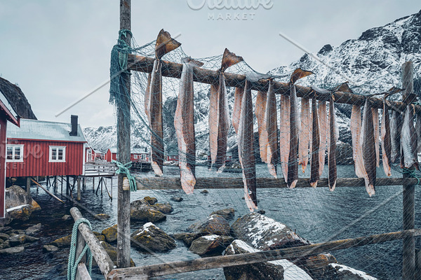 Drying stockfish cod in Nusfjord