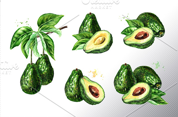 Avocado. Watercolor collection in Illustrations - product preview 2