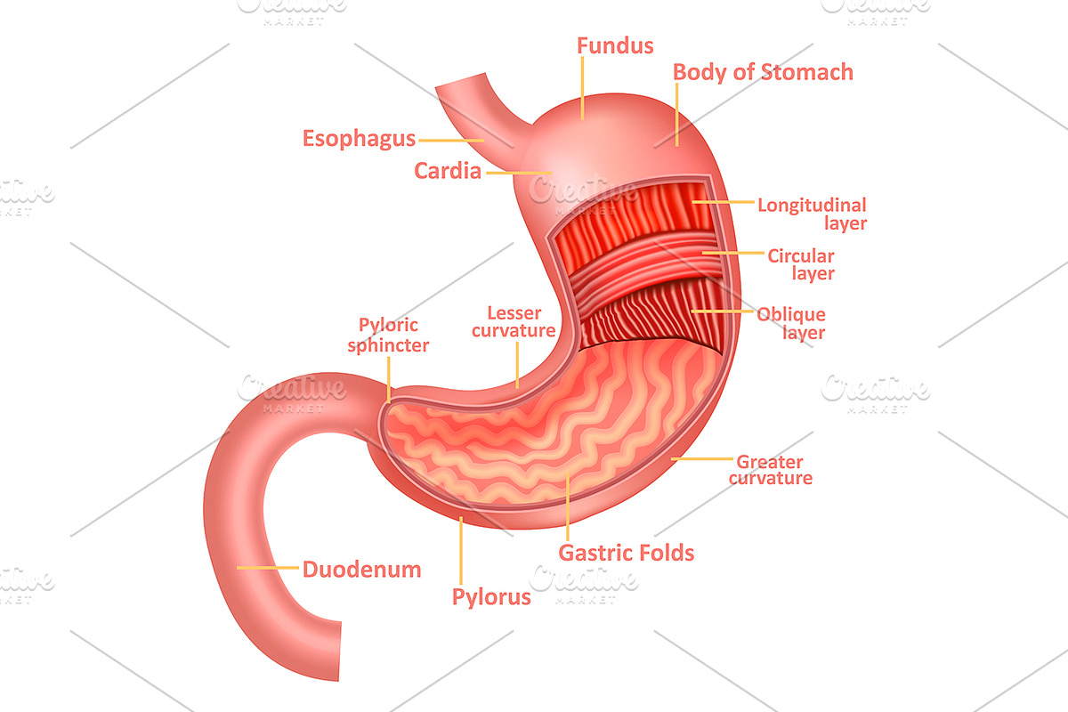 Stomach Anatomy Internal Organ. | Custom-Designed Graphic Objects