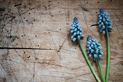 Stock Photo Blue flowers