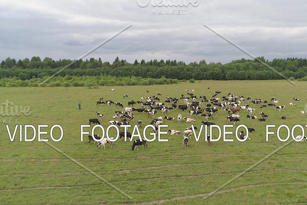 Cows graze on pasture