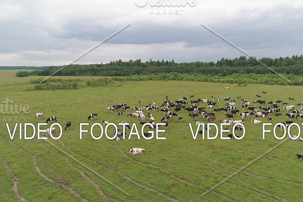 Cows graze on pasture