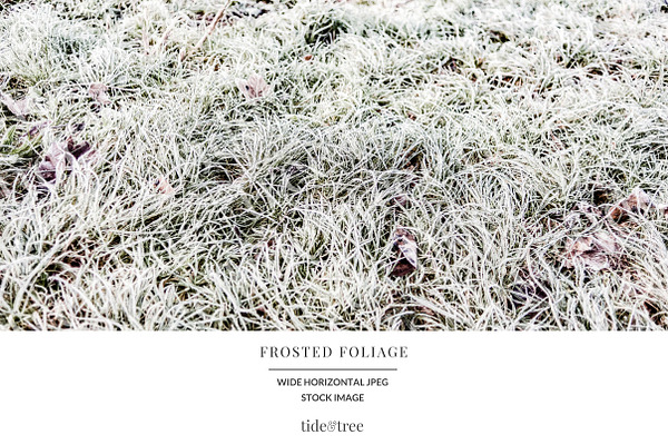 Frosted Foliage | Wide No 3