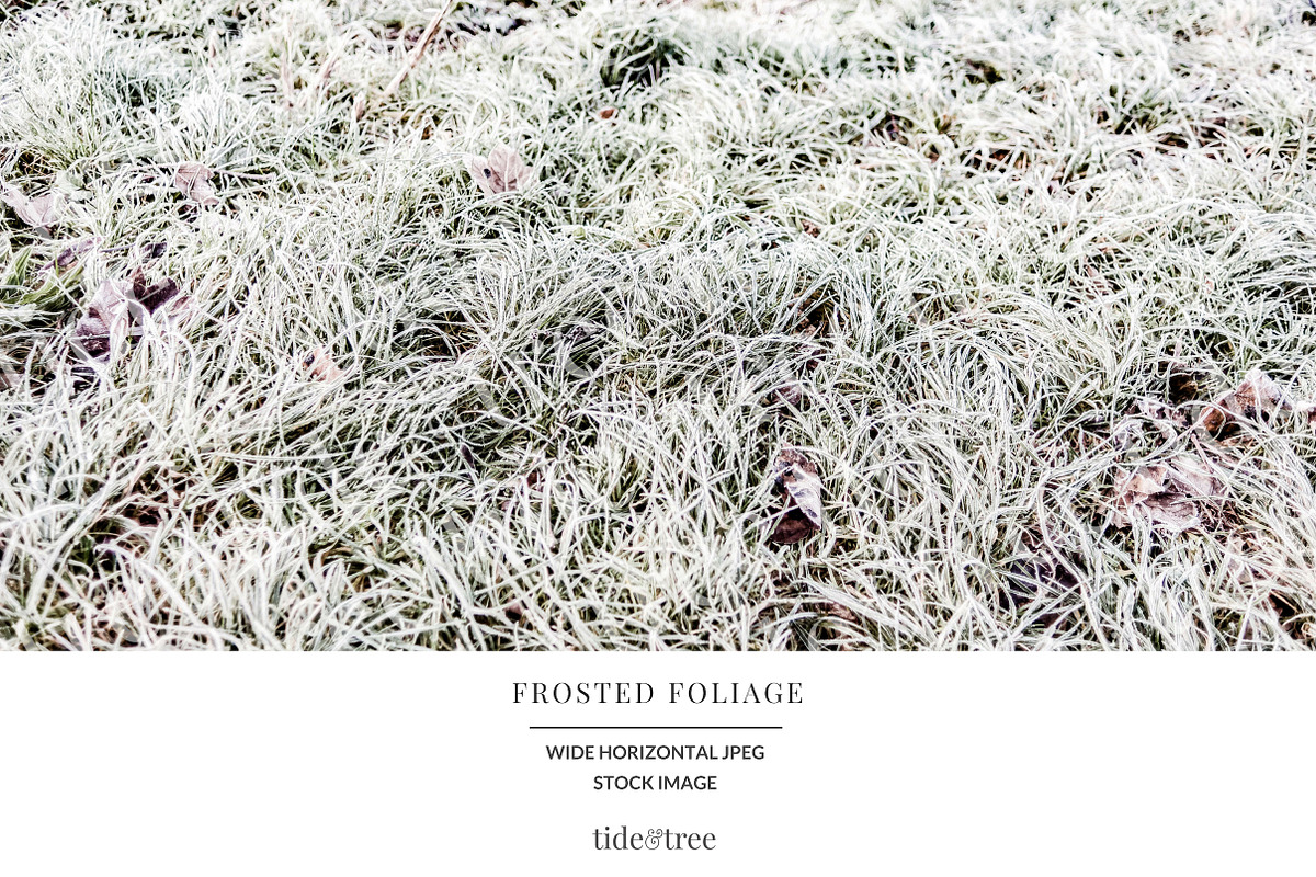 Frosted Foliage | Wide No 3 in Textures - product preview 8