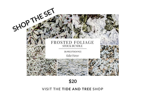 Frosted Foliage | Wide No 3 in Textures - product preview 1