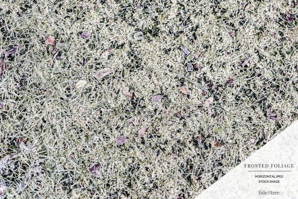 Frosted Foliage | Horizontal No 15 in Textures - product preview 8