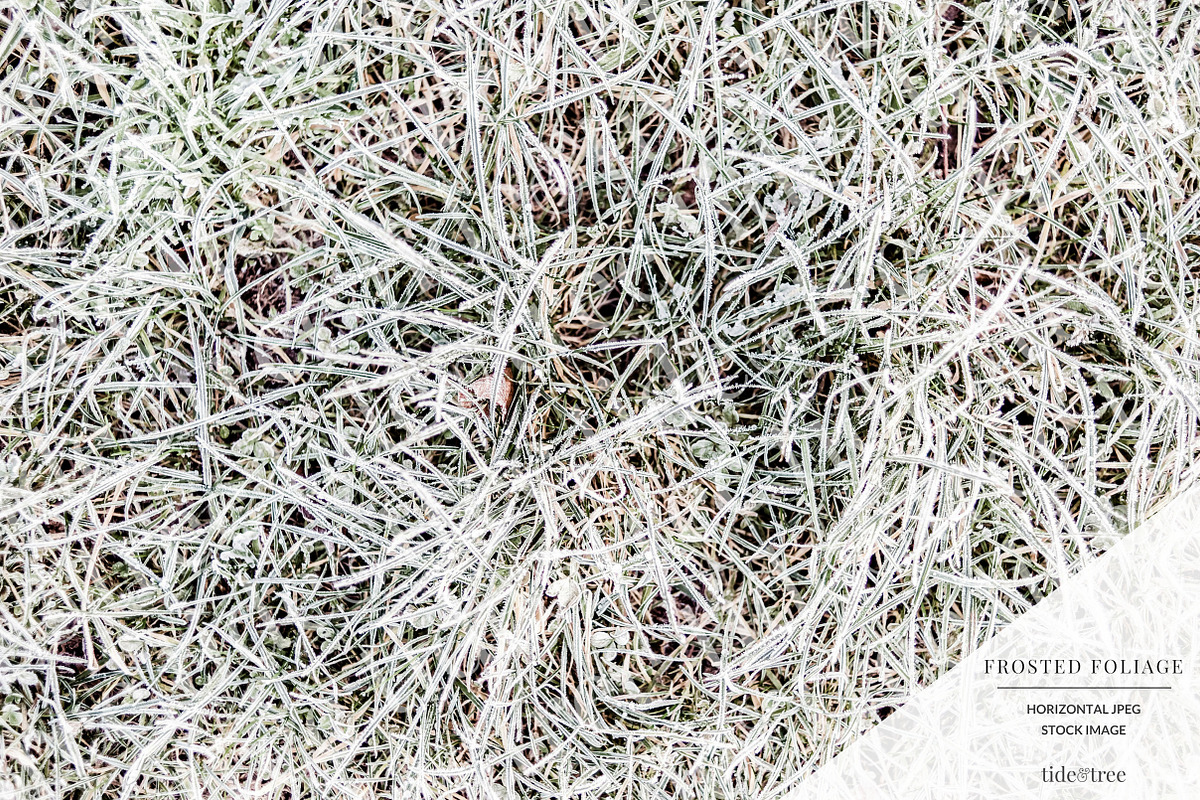 Frosted Foliage | Horizontal No 12 in Textures - product preview 8