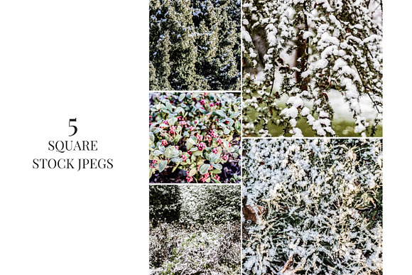 Frosted Foliage Stock Photo Set in Textures - product preview 2