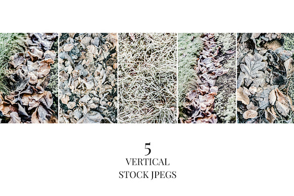 Frosted Foliage Stock Photo Set in Textures - product preview 3