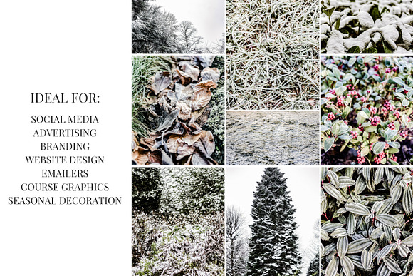 Frosted Foliage Stock Photo Set in Textures - product preview 5